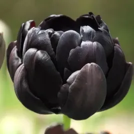 tulipan-pelny-czarny-5-szt-tulipany-cebulki-cebule-tulipanow