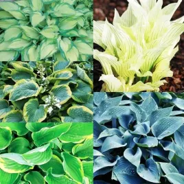 zestaw-hosta-funkia-ogrodowa-5-szt-sadzonka-sadzonki-klacze