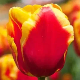 tulipan-triumph-denmark-5-szt-tulipany-cebulki-cebule-tulipanow