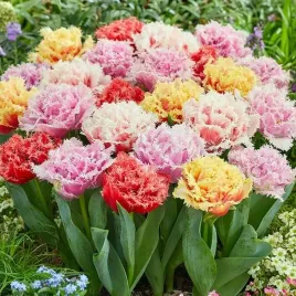 tulipan-strzepiasty-pelny-mieszanka-mix-25-szt-tulipany-cebulki-cebule