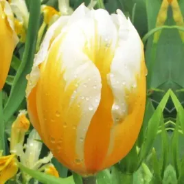tulipan-zolto-bialy-50-szt-tulipany-cebulki-cebule-tulipanow