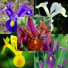 zestaw-irys-holenderski-50-szt-cebulki-cebule-kwiaty