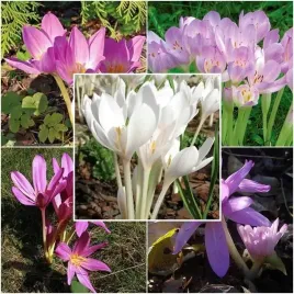 zestaw-colchicum-zimowit-5-szt-cebulki-cebule-kwiaty