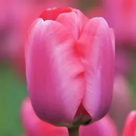 tulipan-rozowy-5-szt-tulipany-cebulki-cebule-tulipanow