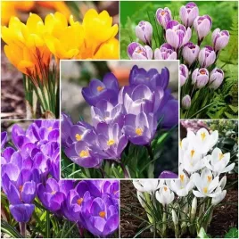 zestaw-crocus-krokus-wiosenny-50-szt-cebulki-cebule-kwiaty