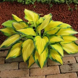 hosta-funkia-orange-marmalade-1-szt-sadzonka-sadzonki-klacze