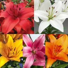 zestaw-lilia-azjatycka-5-szt-cebule-cebulki-lilii-lilie