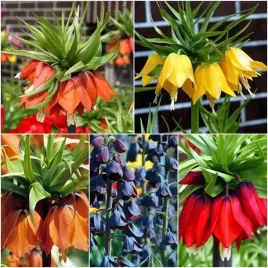 zestaw-fritillaria-korona-szachownica-cebulki