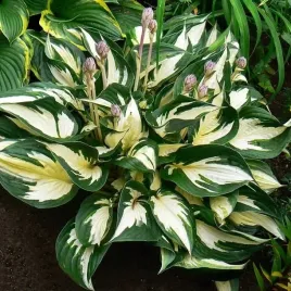 hosta-funkia-fire-and-ice-1-szt-sadzonka-sadzonki-klacze