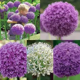 zestaw-allium-czosnek-5-szt-cebulki-cebule-kwiaty