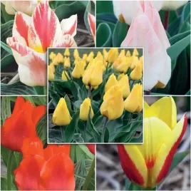 zestaw-tulipan-niski-25-szt-cebulki-cebule-kwiaty