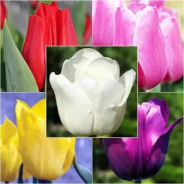 zestaw-tulipan-triumph-25-szt-cebulki-cebule-kwiaty