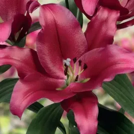 lilia-drzewiasta-borello-1-szt-cebule-cebulki-lilii-lilie