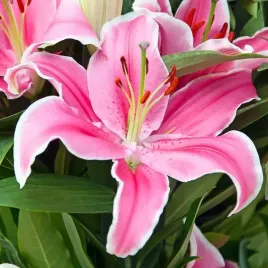 lilia-orientalna-sorbonne-1-szt-cebulki-cebule-lilii