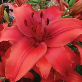 lilia-azjatycka-red-highland-1-szt-cebulki-cebule-lilii