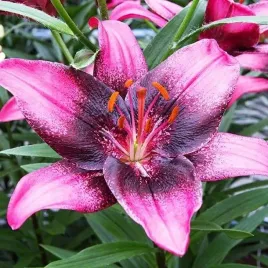 lilia-azjatycka-purple-dream-1-szt-cebulki-cebule-lilii
