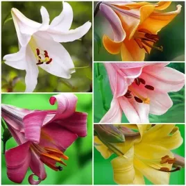 lilia-trabkowa-mieszanka-mix-5-szt-cebulki-cebule-lilii