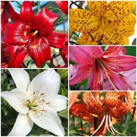 lilia-tygrysia-mieszanka-mix-5-szt-cebule-cebulki-lilii-lilie