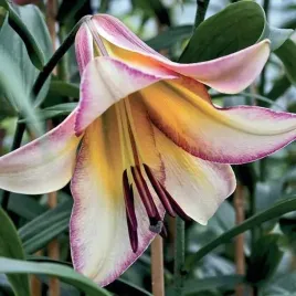 lilia-drzewiasta-beijing-moon-1-szt-cebule-cebulki-lilii-lilie