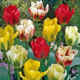 tulipan-zielonokwiatowy-mieszanka-mix-25-szt-tulipany-cebulki-cebule