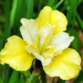 irys-sibirica-syberyjski-zolty-1-szt-sadzonka-sadzonki-klacze