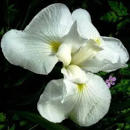 irys-sibirica-syberyjski-bialy-1-szt-sadzonka-sadzonki-klacze