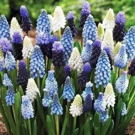 muscari-szafirek-mieszanka-mix-50-szt-cebulki-cebule-kwiaty