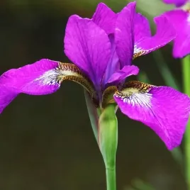 irys-sibirica-syberyjski-fioletowy-1-szt-sadzonka-sadzonki-klacze