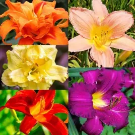 zestaw-hemerocallis-liliowiec-5-szt-sadzonka-sadzonki