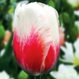 tulipan-triumph-tango-5-szt-tulipany-cebulki-cebule-tulipanow