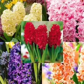 zestaw-hyacinth-hiacynt-15-szt-cebulki-cebule-kwiaty