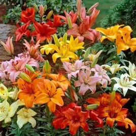 lilia-azjatycka-mieszanka-mix-5-szt-cebule-cebulki-lilii-lilie