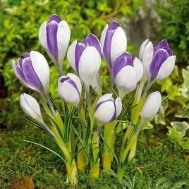 krokus-wiosenny-vanguard-10-szt-cebulki-cebule-kwiaty