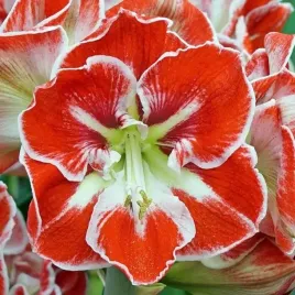 hippeastrum-amarylis-samba-1-szt-30-32-cebulki-cebule-kwiaty