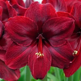 hippeastrum-amarylis-red-pearl-1-szt-30-32-cebulki-cebule-kwiaty