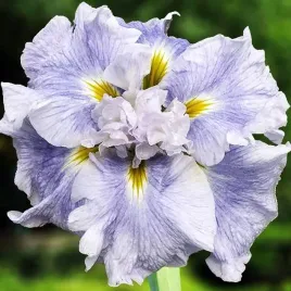 irys-ensata-japonski-wave-action-1-szt-sadzonka-sadzonki-klacze