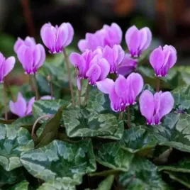 cyclamen-cyklamen-hederifolium-25-30-1-szt-cebulki-cebule-bulwy