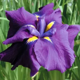 irys-ensata-japonski-august-of-emperor-1-szt-sadzonka-sadzonki-klacze