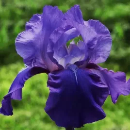 irys-pumila-niski-little-saphire-1-szt-sadzonka-sadzonki-klacze