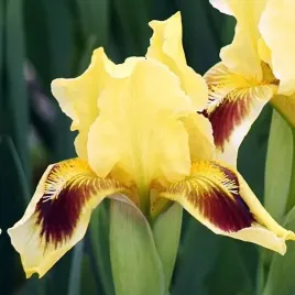 irys-pumila-niski-ritz-1-szt-sadzonka-sadzonki-klacze