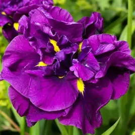 irys-ensata-japonski-eileen-s-dreams-1-szt-sadzonka-sadzonki-klacze