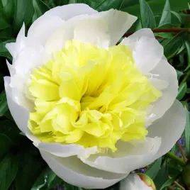 paeonia-piwonia-chinska-primavera-1-szt-sadzonka-sadzonki