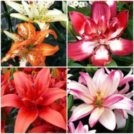lilia-azjatycka-pelna-mieszanka-mix-5-szt-cebulki-cebule-lilii