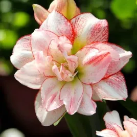 hippeastrum-amarylis-striped-amadeus-1-szt-30-32-cebulki-cebule-kwiaty
