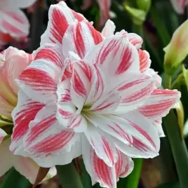 hippeastrum-amarylis-amazing-belle-1-szt-30-32-cebulki-cebule-kwiaty