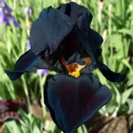 irys-germanica-brodkowy-black-knight-1-szt-sadzonka-sadzonki-klacze