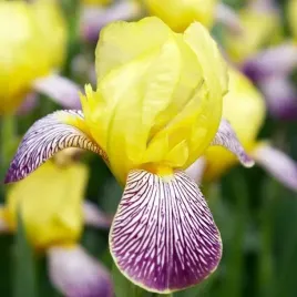 irys-germanica-brodkowy-nibelungen-1-szt-sadzonka-sadzonki-klacze