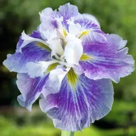 irys-ensata-japonski-angel-mountain-1-szt-sadzonka-sadzonki-klacze