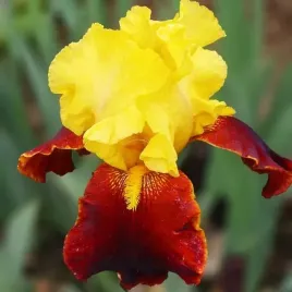 irys-germanica-brodkowy-that-jazz-1-szt-sadzonka-sadzonki-klacze