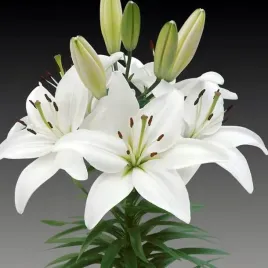 lilia-azjatycka-canova-1-szt-cebulki-cebule-lilii